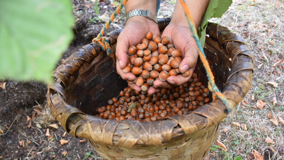 Fındıkta tekele karşı FİSKOBİRLİK kalkanı