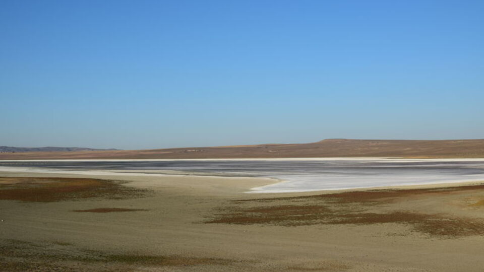 Kuşlara ev sahipliği yapıyordu... Kurudu!