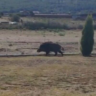 Aç kalan yaban domuzu petrol istasyonuna girdi!