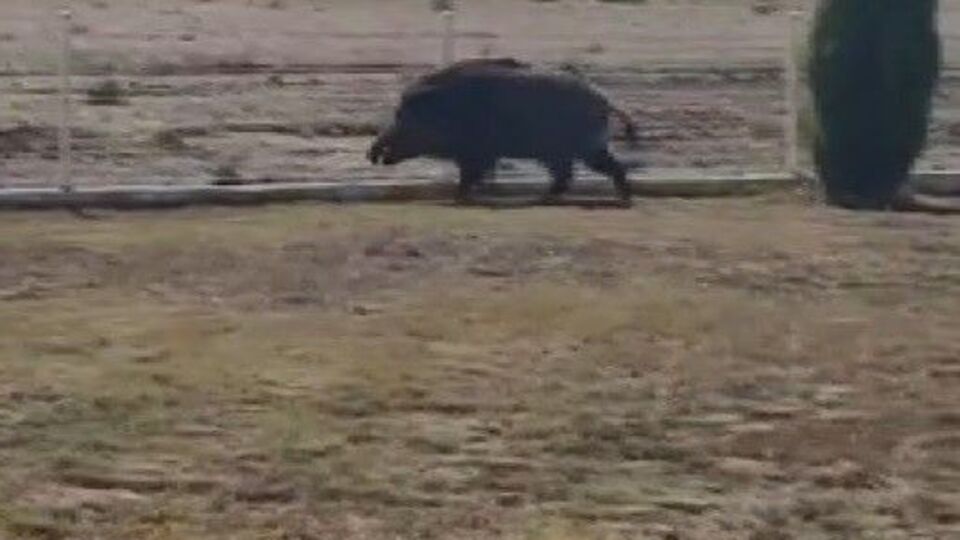 Aç kalan yaban domuzu petrol istasyonuna girdi!