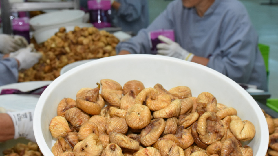 Kraliyet ailelerinin incir tercihi Ege'den