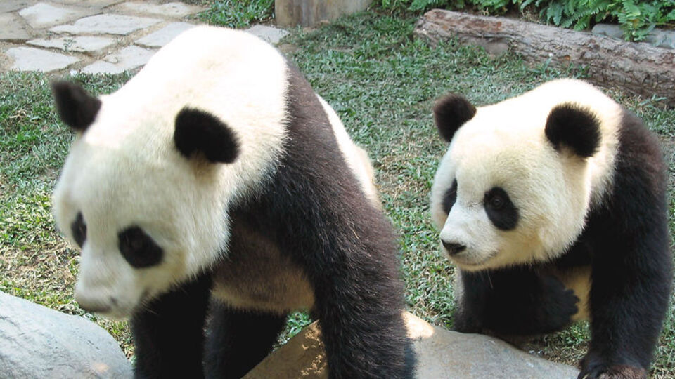 Çin'de panda ziyaretine sınırlama