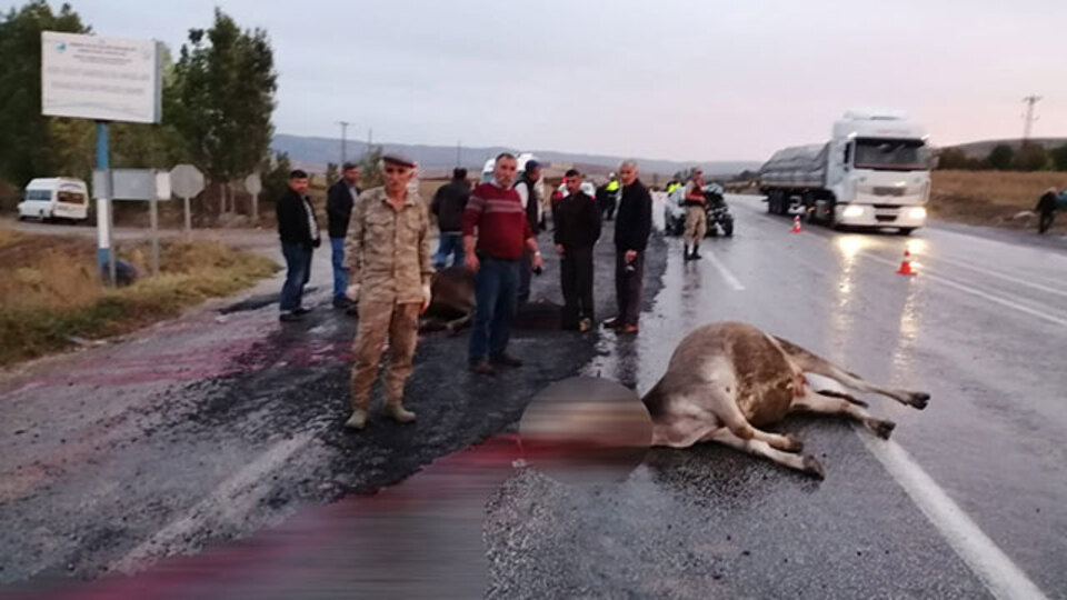 Otomobil hayvan sürüsüne daldı