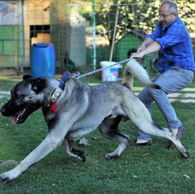 Kangal yavruları için sıraya giriyorlar