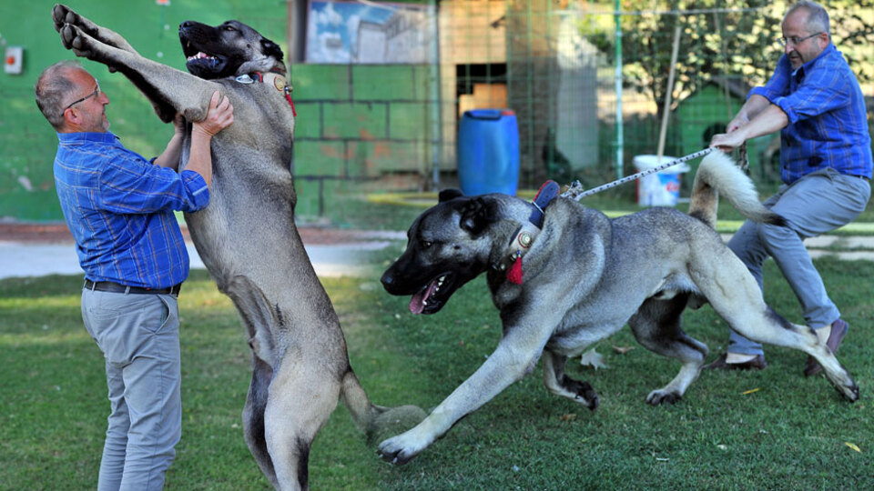 Kangal yavruları için sıraya giriyorlar