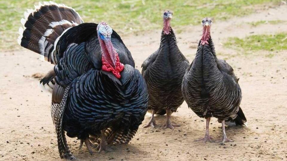 Hindi ve kaz yetiştiricilerine hibe