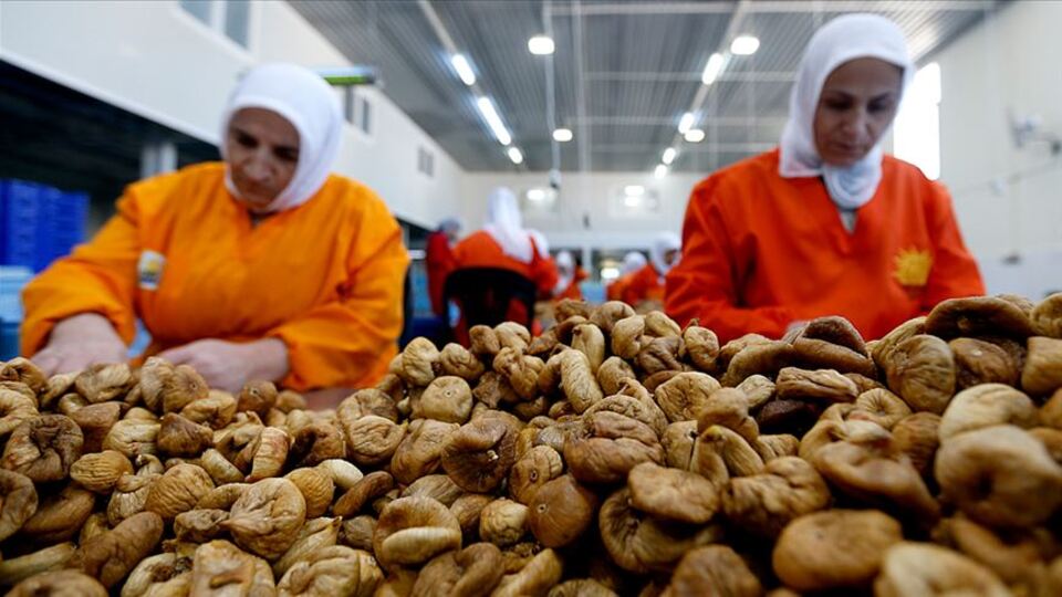 Kuru incir üretimi rekora koşuyor