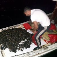 Vatandaşın sağlığını hiçe saydılar! Kilolarca topladılar