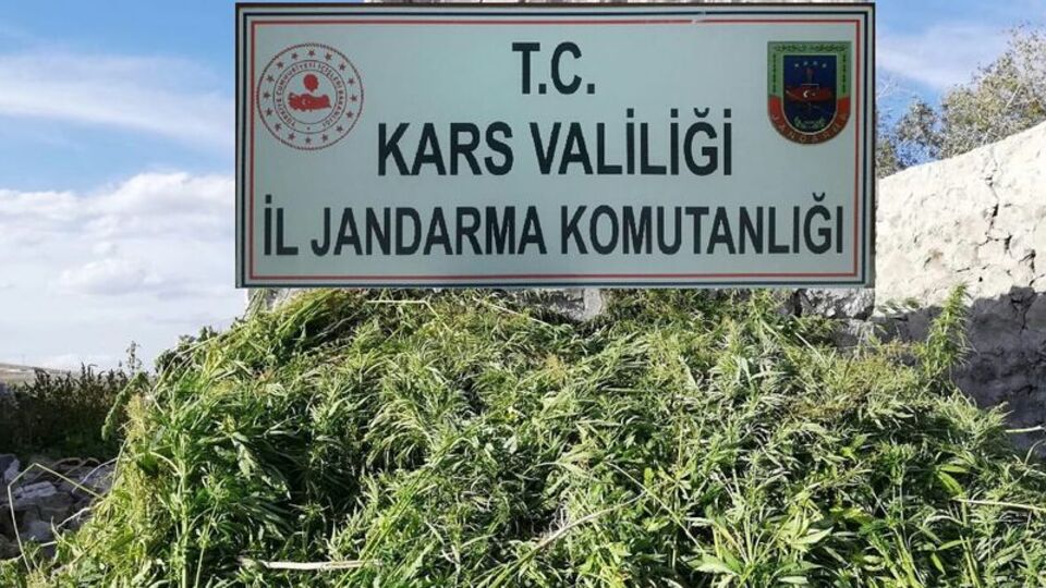 Kars'ta 17 bin 3 kök Hint keneviri ele geçirildi