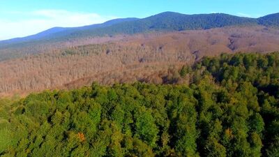 Birkaç günde bu hale geldi! Kimse dur diyemedi