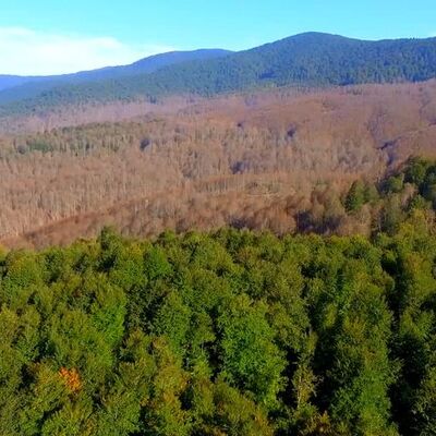 Birkaç günde bu hale geldi! Kimse dur diyemedi