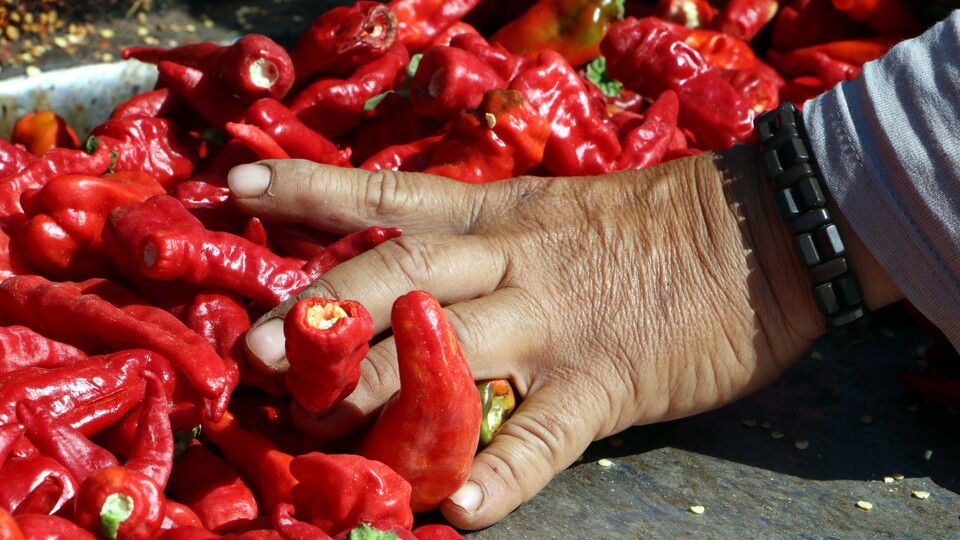 Ekmeklerini "acı"dan çıkartıyorlar