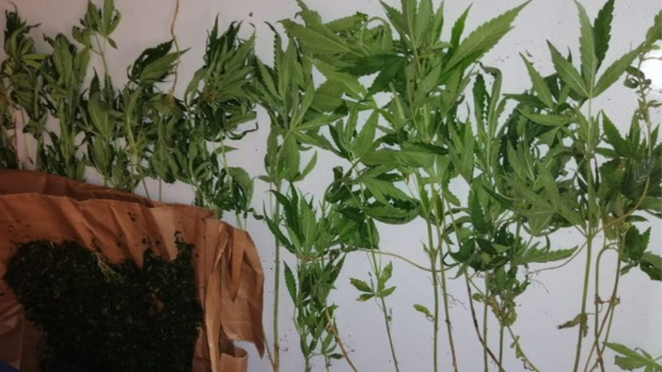 Muğla'da uyuşturucu operasyonu