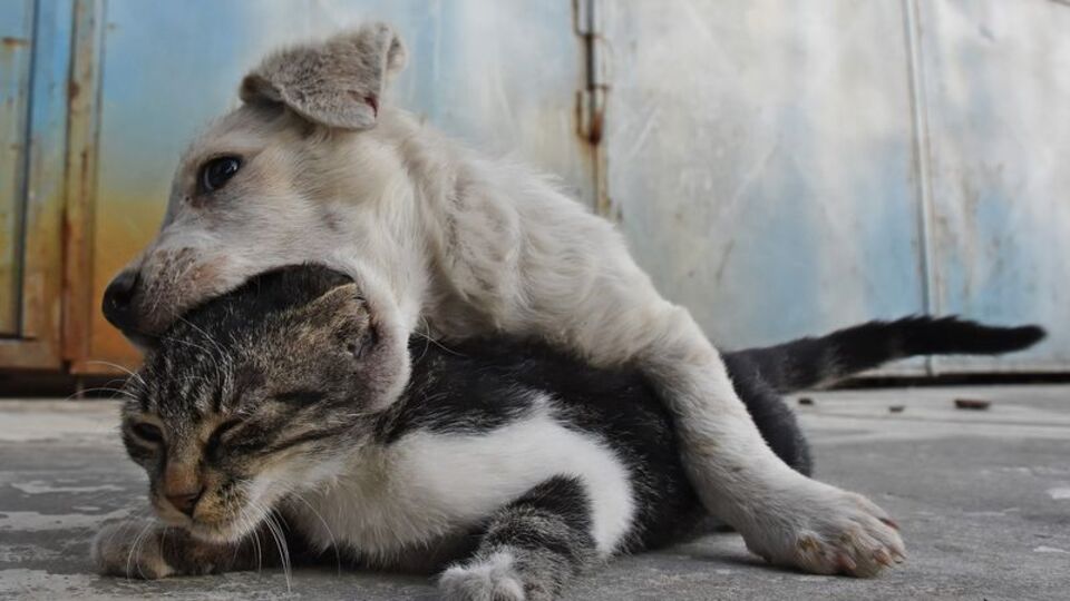 Kedi ile köpek yavrusunun kalpleri ısıtan dostluğu