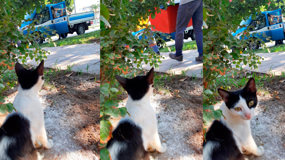 Tarihi Saat Kulesi'nin yanındaki kedi evleri kaldırıldı