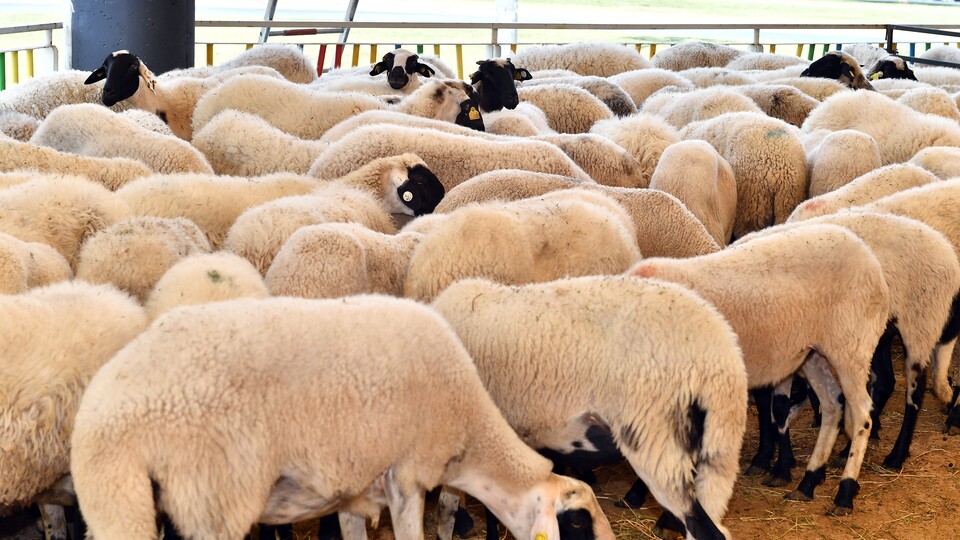 Bakan Pakdemirli: Küçükbaştaki tüketim arttı