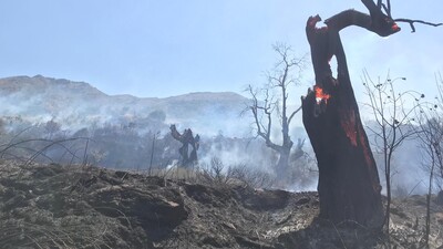 5 bin 469 hektar alan kül oldu!