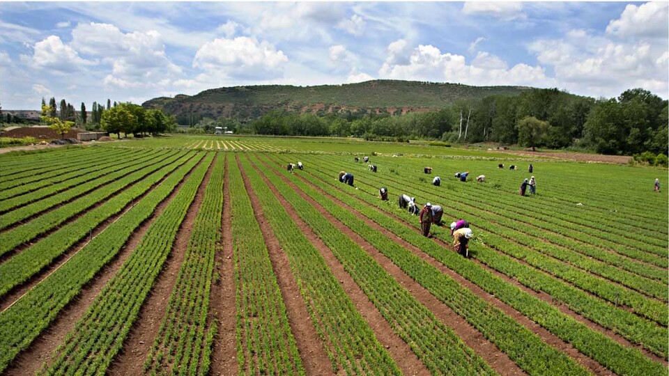 Fidan üretiminde artış