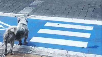 Yayalar geçti, sokak köpeği kırmızıda bekledi