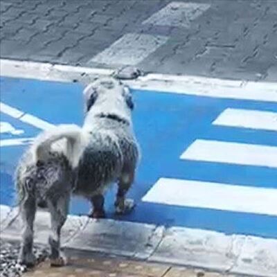 Yayalar geçti, sokak köpeği kırmızıda bekledi