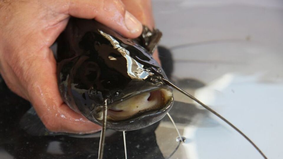 Türkiye'de bir ilk! Kitlesel olarak üretildi