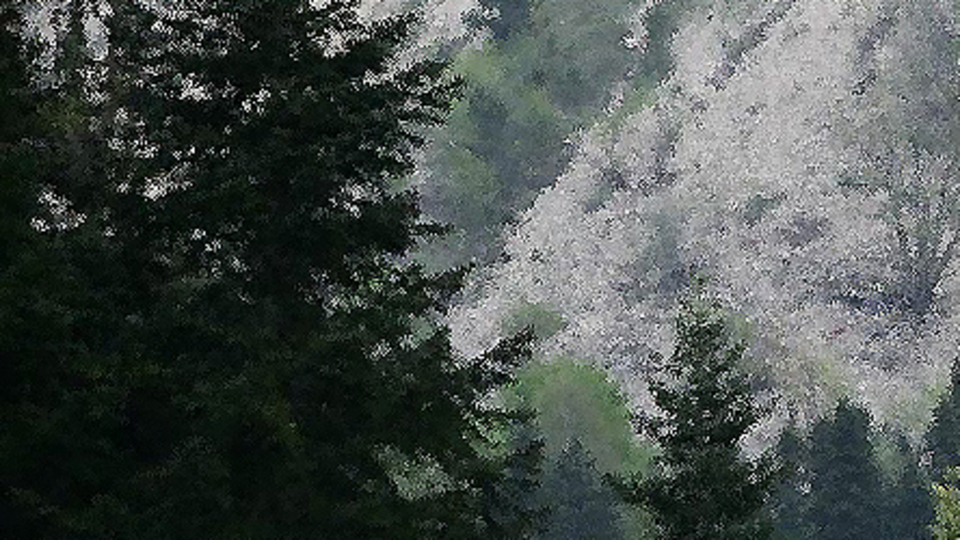 Kestane toplayacaklardı, uçuruma düştüler