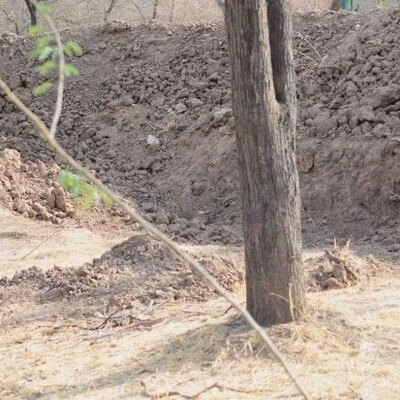 İnternet fotoğraftaki leoparı arıyor!