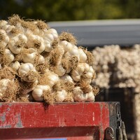 Eylül'de zam şampiyonu sarımsak oldu
