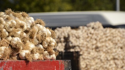 Eylül'de zam şampiyonu sarımsak oldu