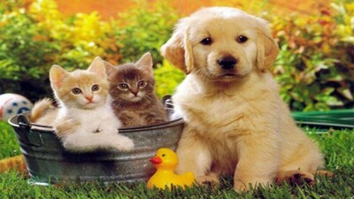 4 Ekim Hayvanları Koruma Günü nedir?