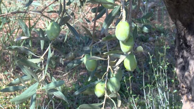 İkinci kez meyve verdi! Bu zeytinin kilogramı 5 bin lira