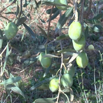 İkinci kez meyve verdi! Bu zeytinin kilogramı 5 bin lira