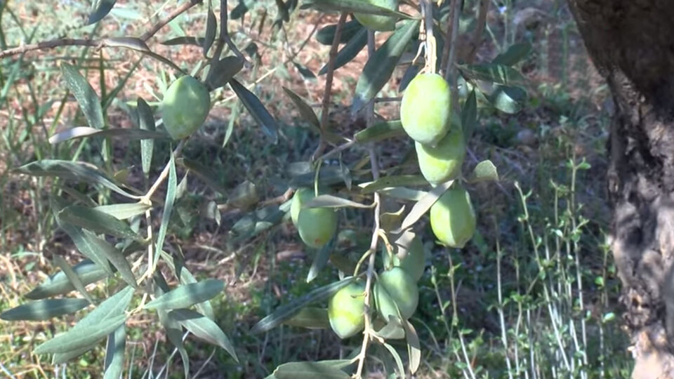 İkinci kez meyve verdi! Bu zeytinin kilogramı 5 bin lira