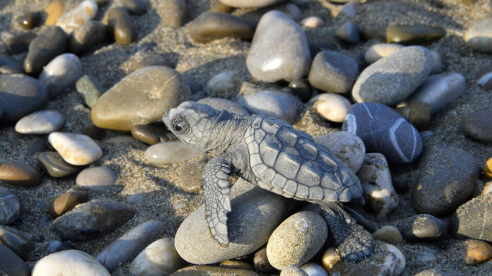 Sezon bitti! Sadece 70 bini denize ulaştı