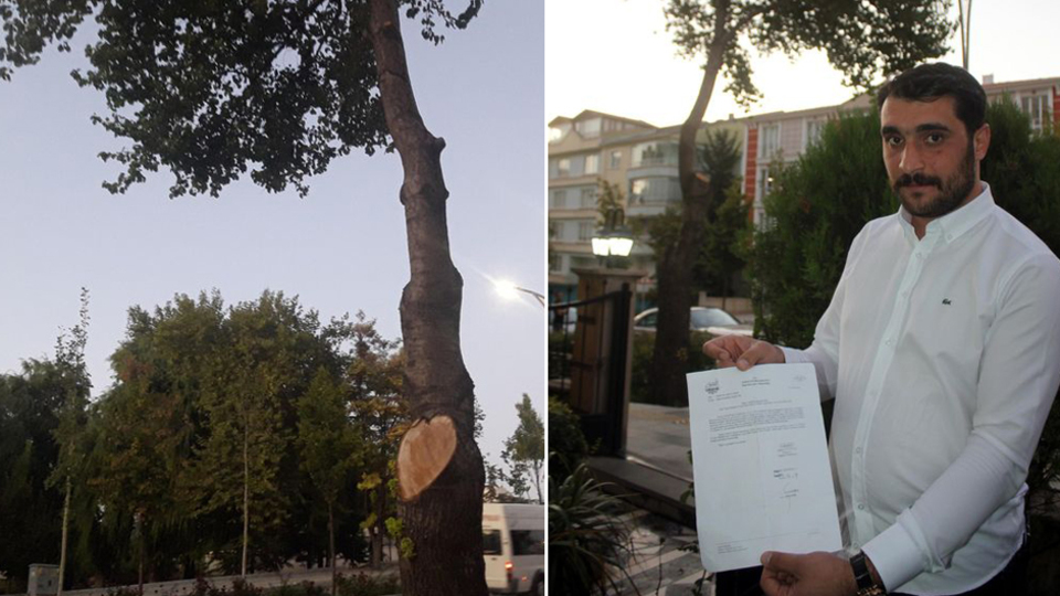 İş yerinin önündeki iki ağacı kesti! Verilen ceza parmak ısırttı!