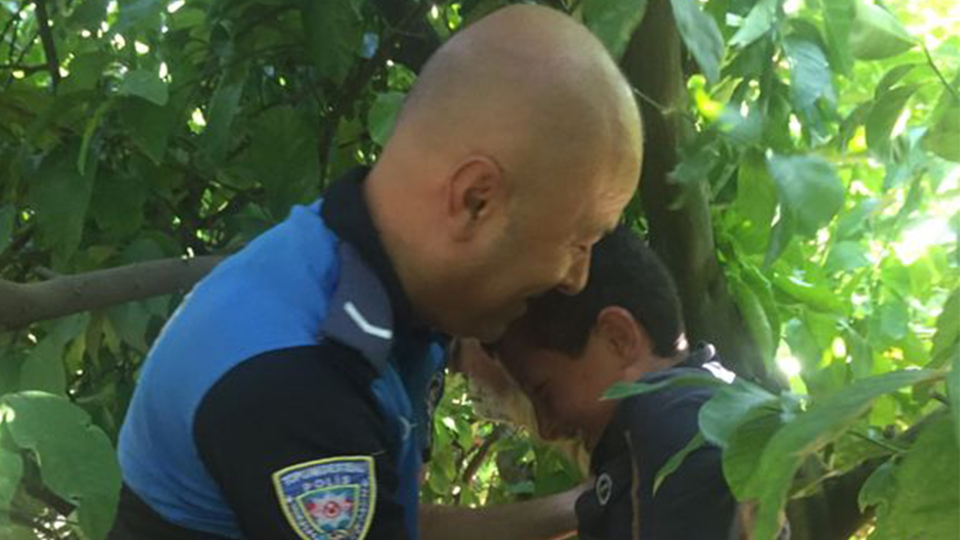 Limon ağacından okul sırasına