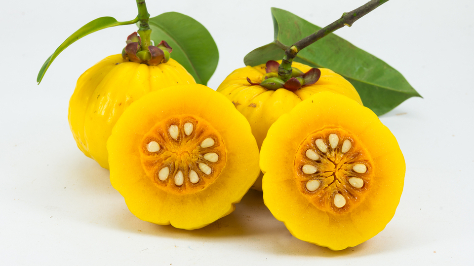 Garcinia cambogia nedir?