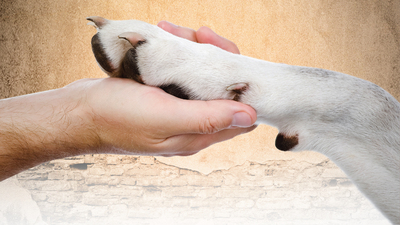 Ak Sigorta'dan Pati kardeşliği