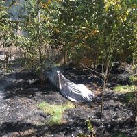 Anız yakmak istedi, sonu korkunç!