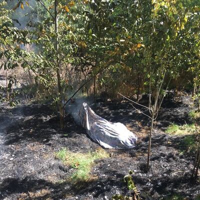 Anız yakmak istedi, sonu korkunç!