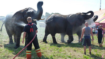 Sirk fillerinin emekliliği başbakanı güldürdü