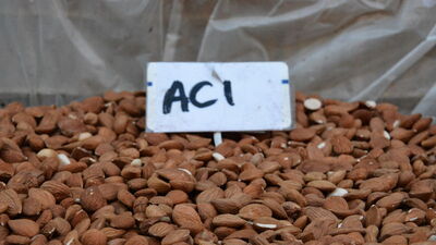 B17 vitamini nelerde bulunur?