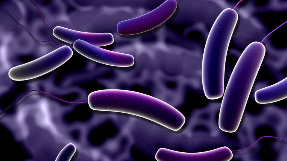 Bağırsak kıl kurdu, parazitler ve tenyalar neden olur?