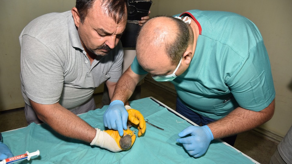 Avda kullanmak için kerkenezin göz kapaklarını diktiler