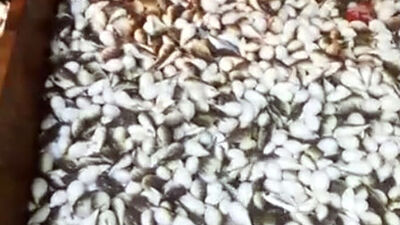 Resmen istila! Yüzlercesi ağa takıldı, balıkçılar şokta