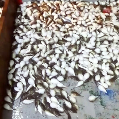 Resmen istila! Yüzlercesi ağa takıldı, balıkçılar şokta