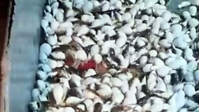 Yüzlercesi ağına takıldı, yaşananları anlattı: Görünce kaçıyoruz