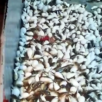 Yüzlercesi ağına takıldı, yaşananları anlattı: Görünce kaçıyoruz