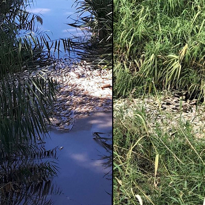 Derede kimyasal atık felaketi!