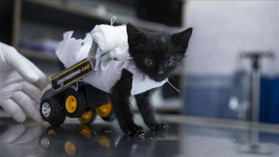 Yavru kediye oyuncaktan yürüteç yaptılar